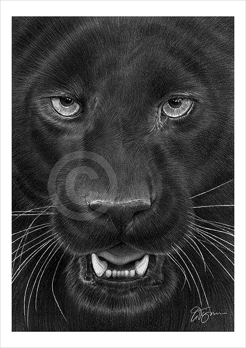 Pencil drawing portrait of a black panther