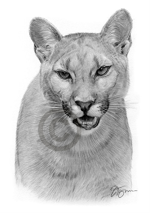 Pencil drawing of an adult cougar