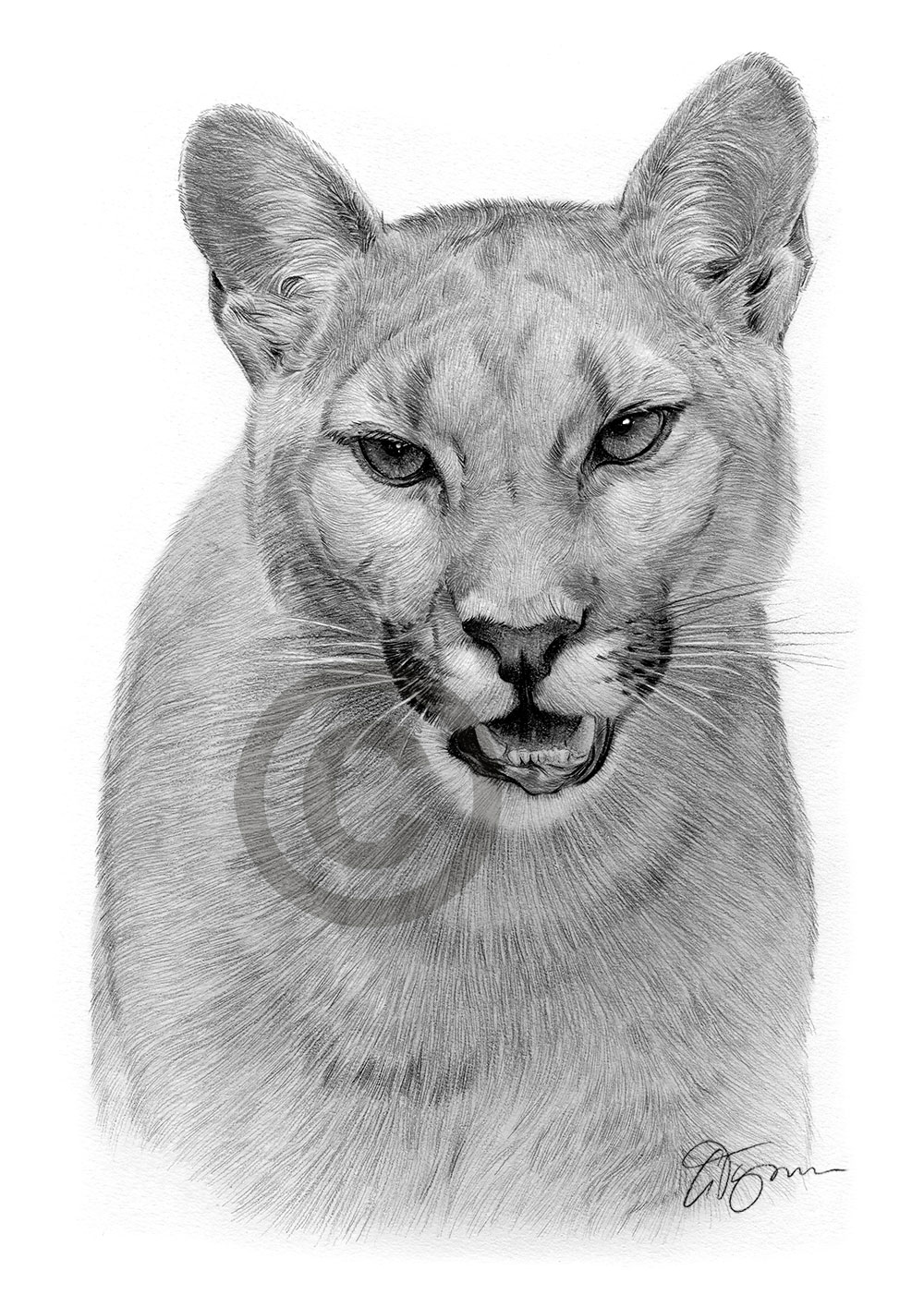 Pencil drawing of an adult cougar by UK artist Gary Tymon