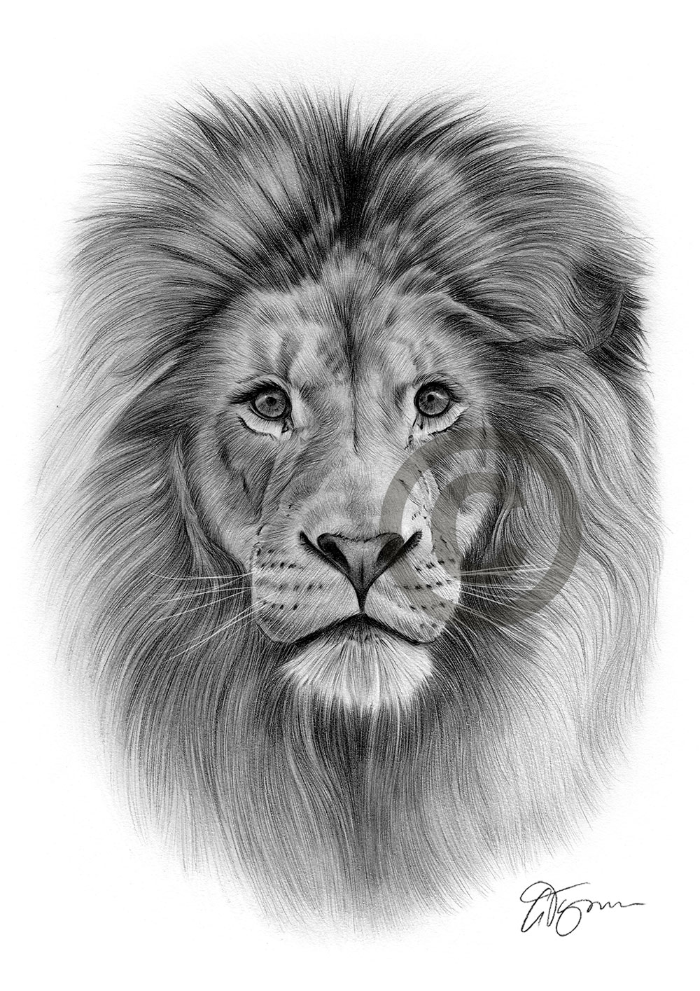 Pencil drawing of an African lion in portrait by artist Gary Tymon
