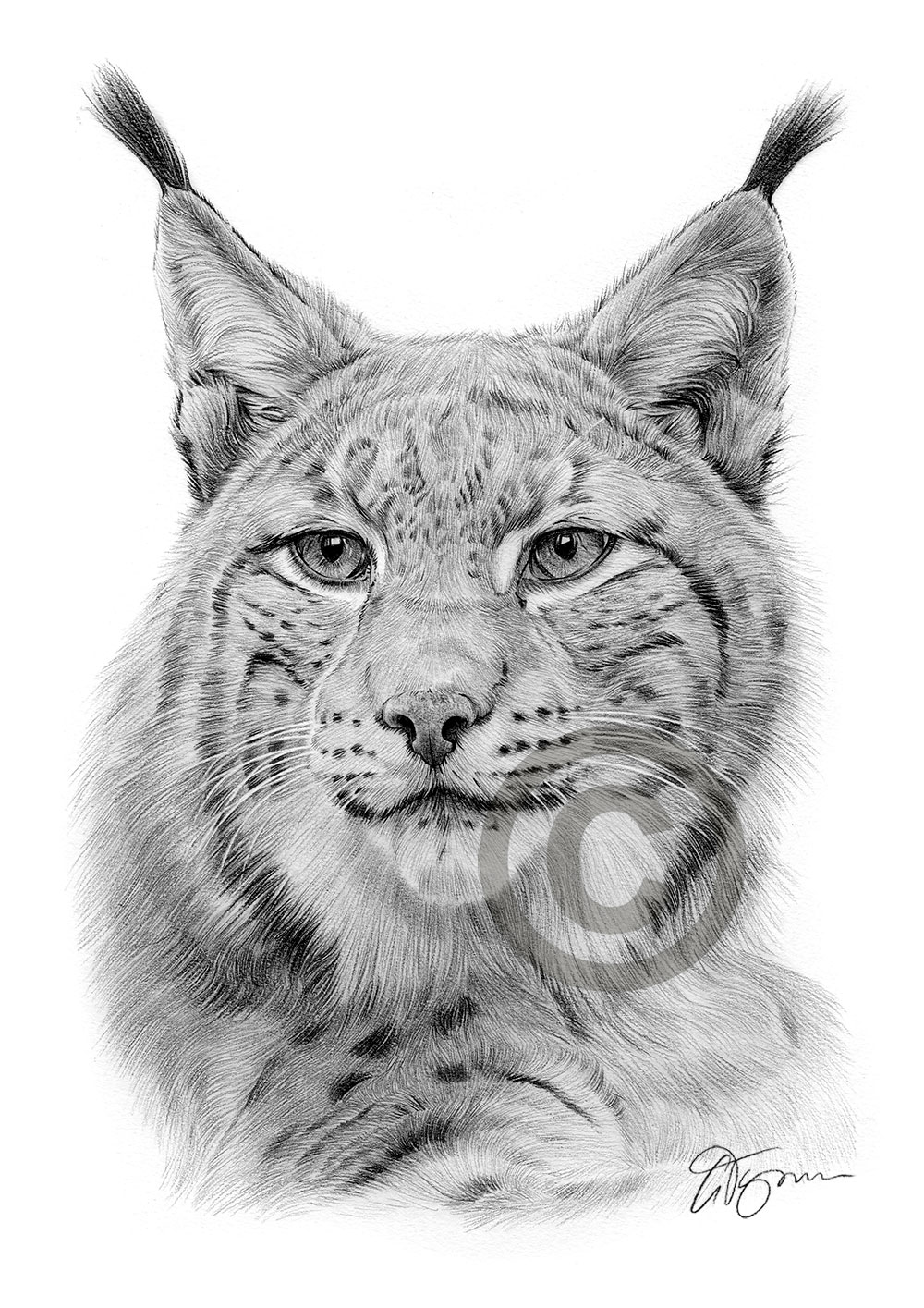 Pencil drawing of a lynx by UK artist Gary Tymon