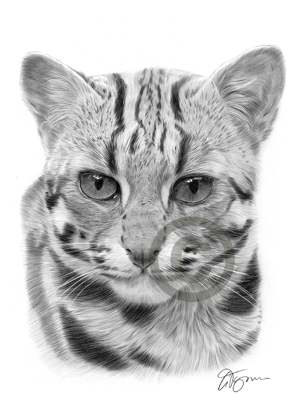 Pencil drawing of an Asian leopard cat by artist Gary Tymon