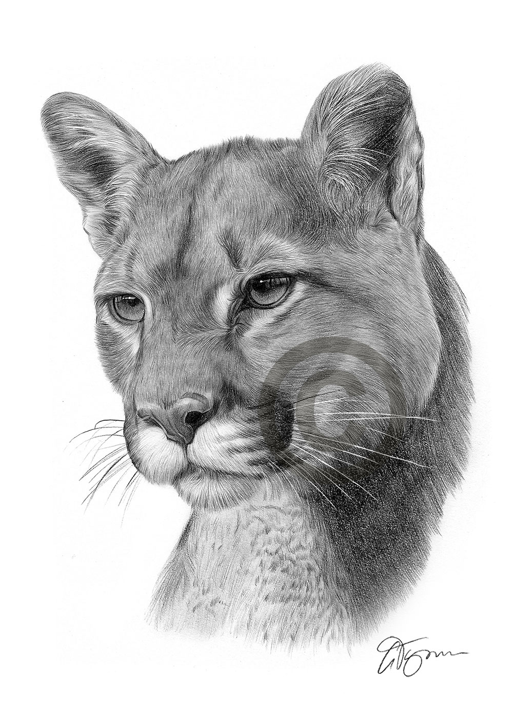 Pencil drawing of a cougar by UK artist Gary Tymon