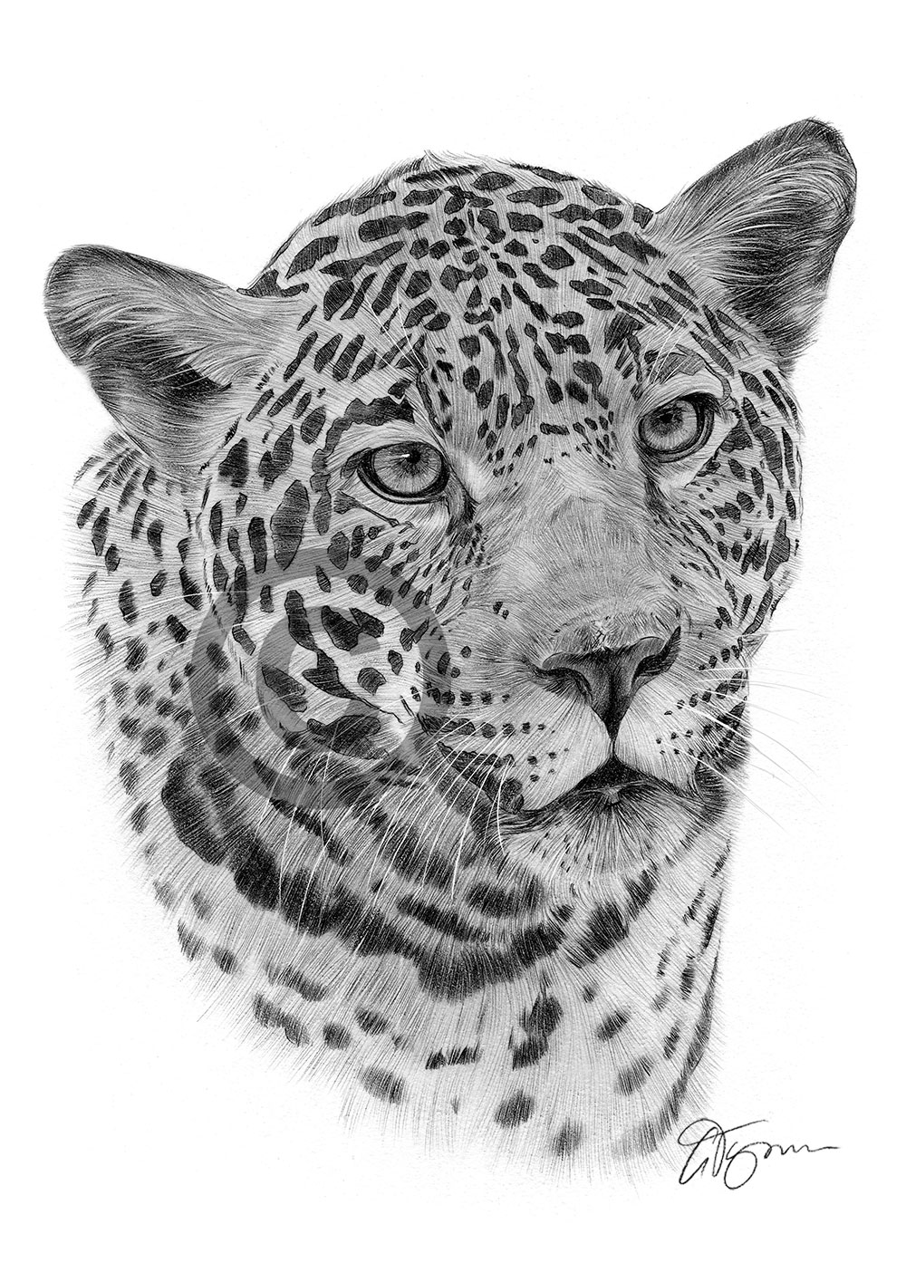 Pencil drawing of a jaguar by artist Gary Tymon