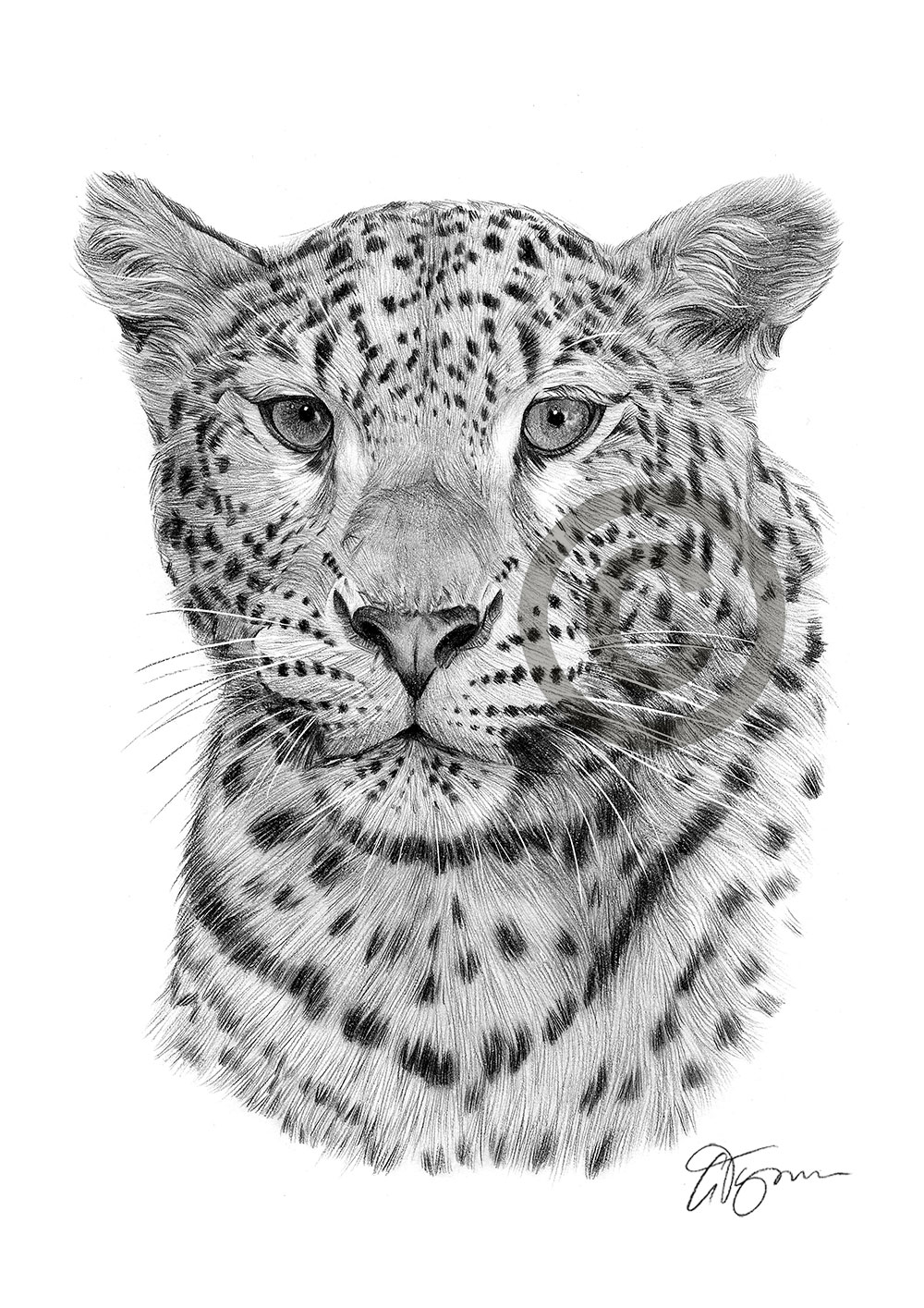 Pencil drawing of a leopard by artist Gary Tymon