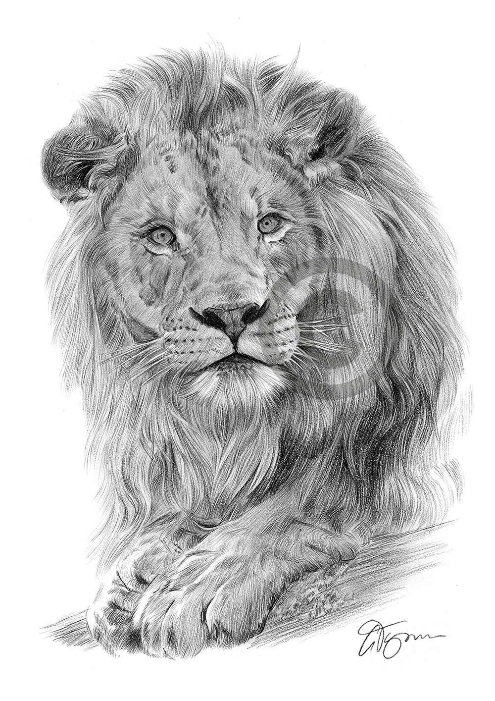 Pencil drawing of a lion by artist Gary Tymon