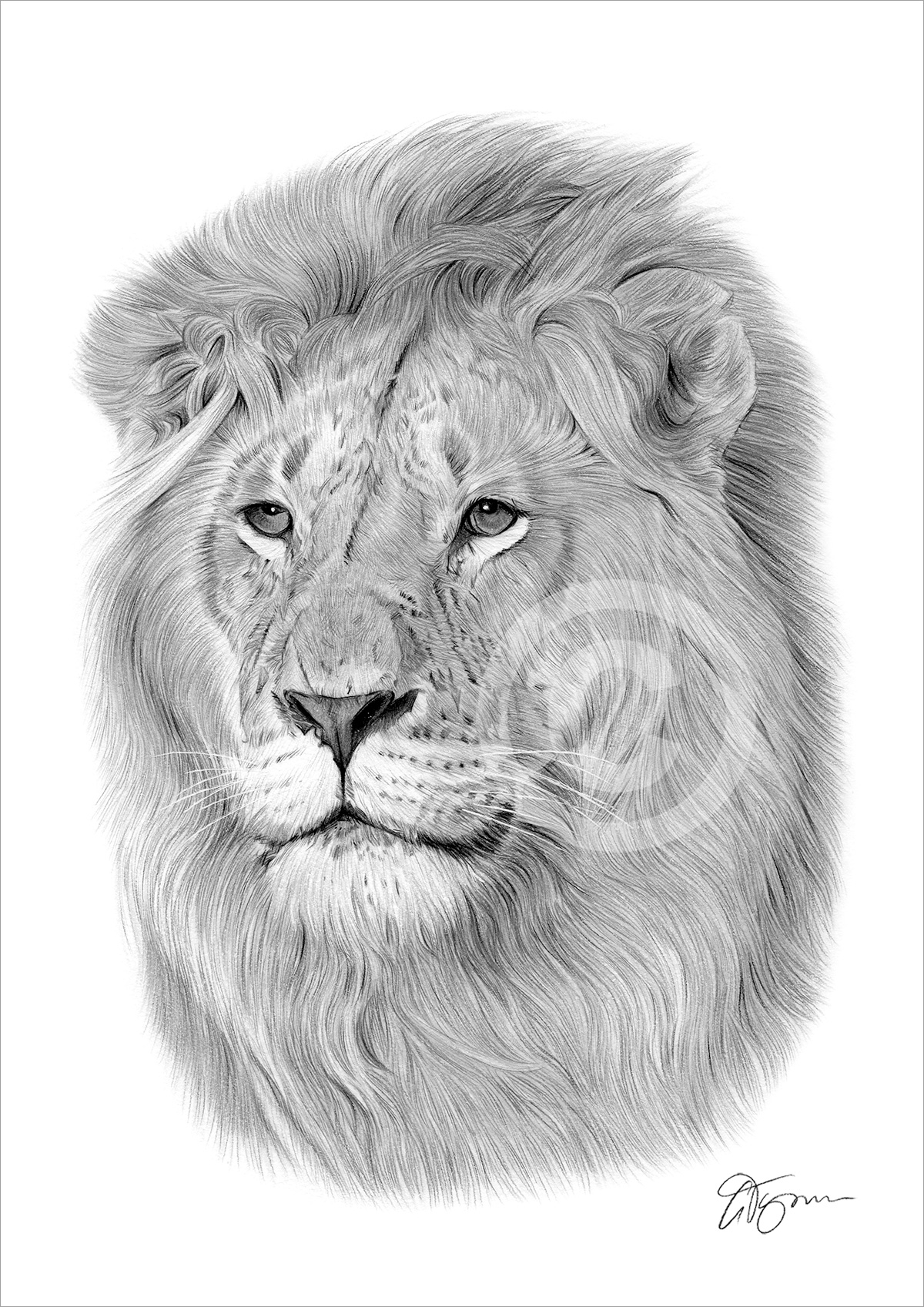 Pencil drawing of an adult lion by artist Gary Tymon