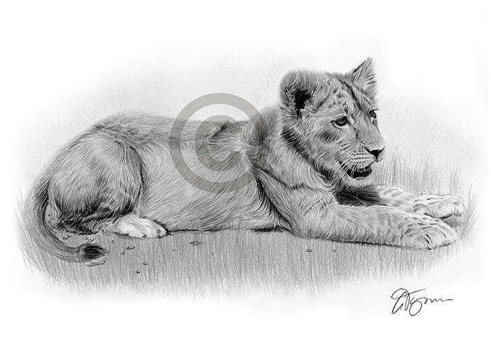 Pencil drawing of a lion cub in landscape
