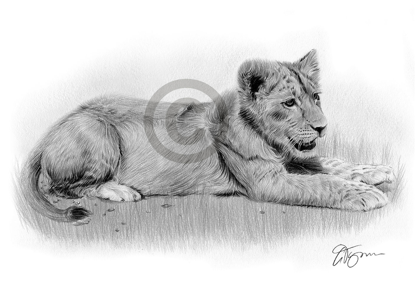 Pencil drawing of a lion cub in landscape by UK artist Gary Tymon