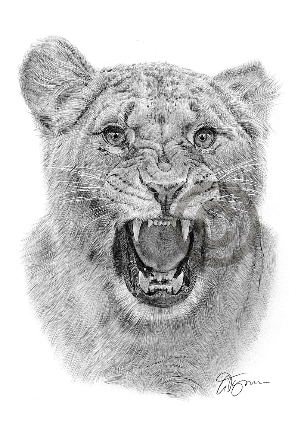 Pencil drawing of an angry lioness by artist Gary Tymon