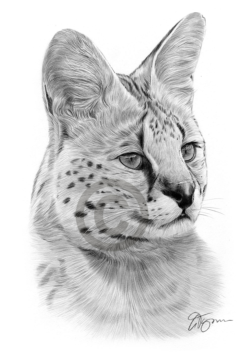 Pencil drawing of a serval by UK artist Gary Tymon