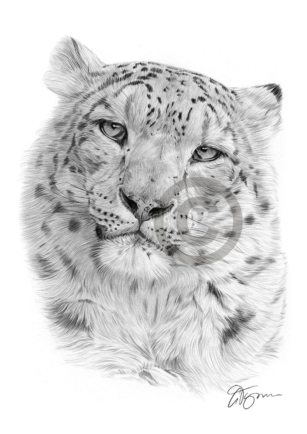Pencil drawing of a snow leopard by artist Gary Tymon