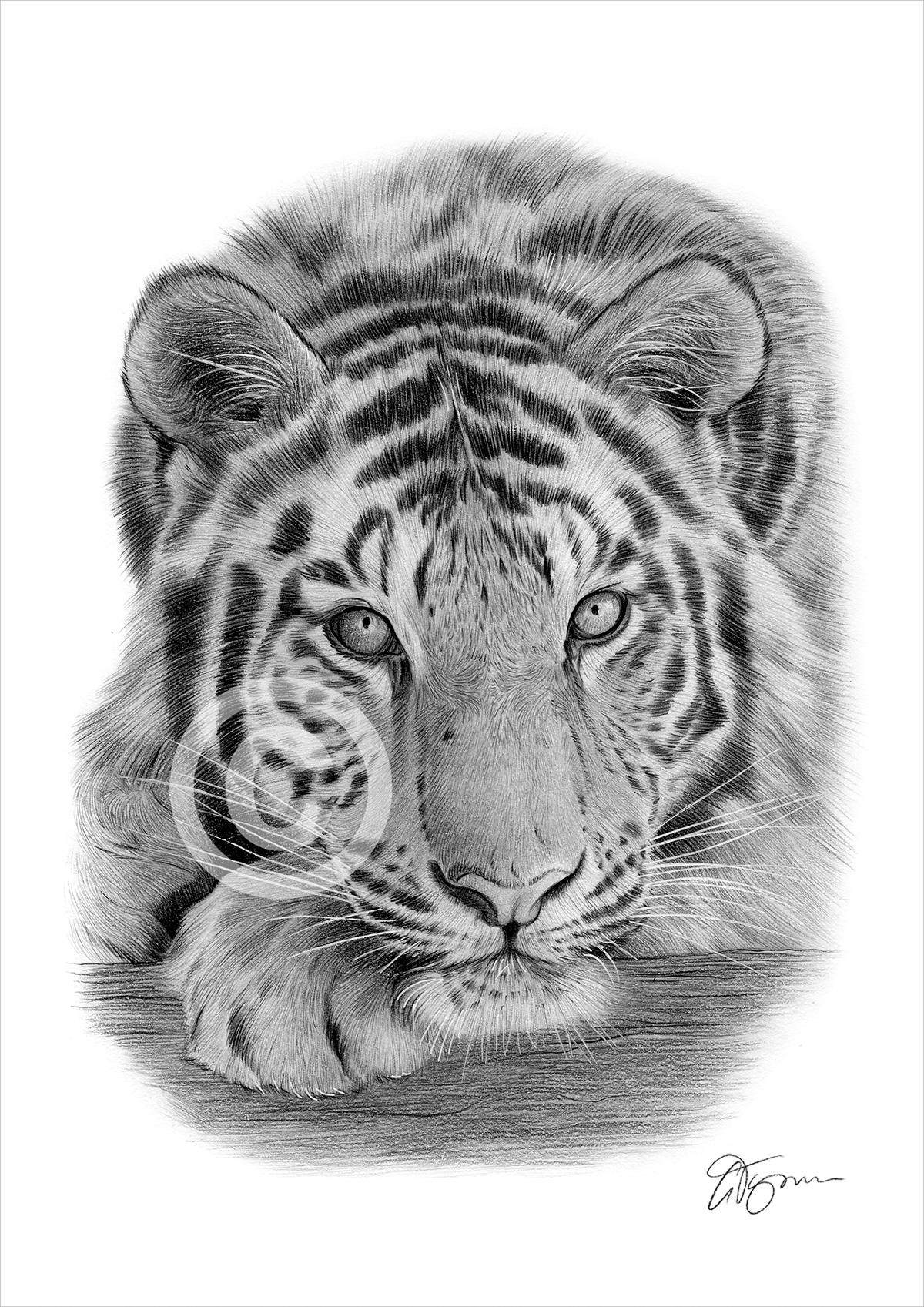 Pencil drawing of a Sumatran tiger by artist Gary Tymon