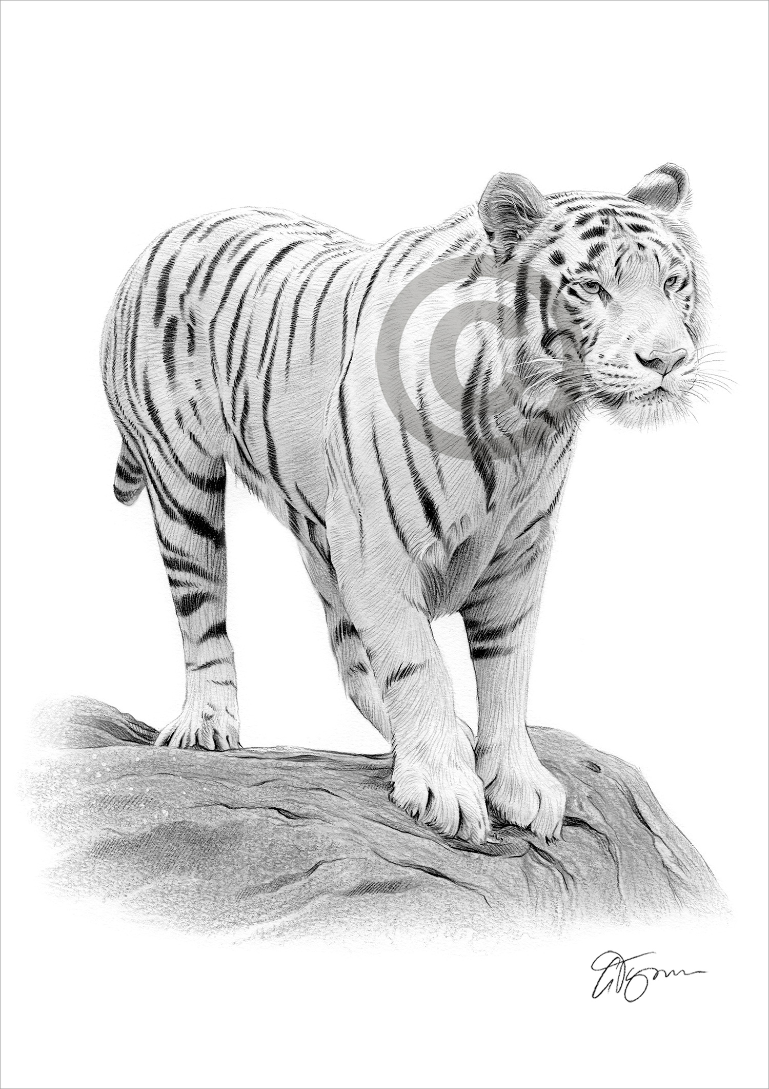 Pencil drawing of an adult white Bengal tiger by artist Gary Tymon