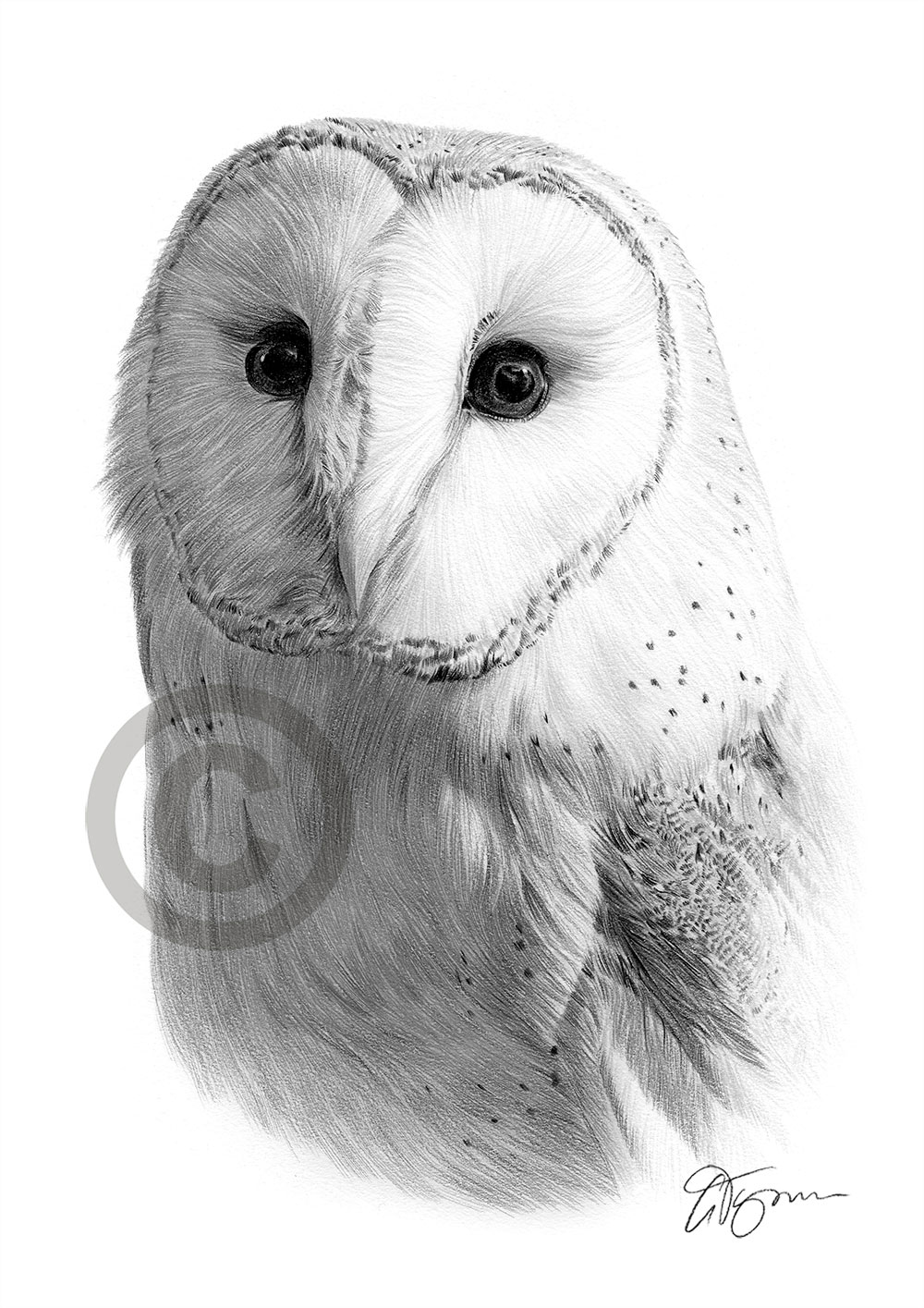 Pencil drawing portrait of a barn owl by artist Gary Tymon