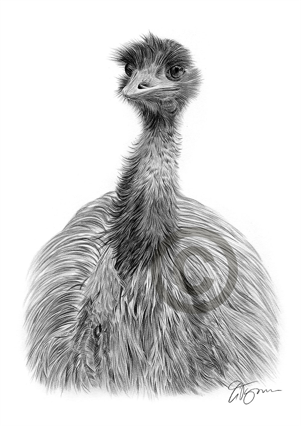 Pencil drawing of an emu by artist Gary Tymon
