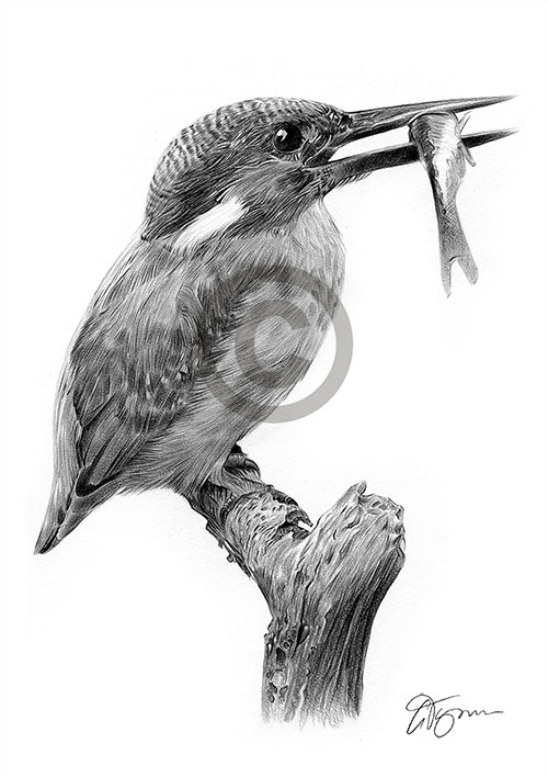 Pencil drawing of a kingfisher