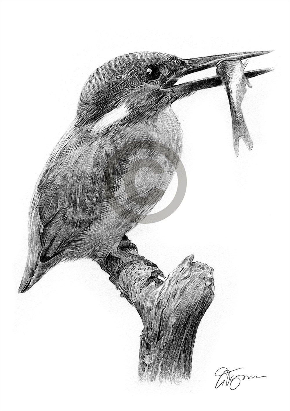 Pencil drawing of a kingfisher by artist Gary Tymon