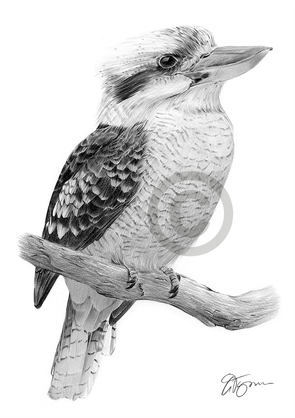 Pencil drawing of a kookaburra by artist Gary Tymon