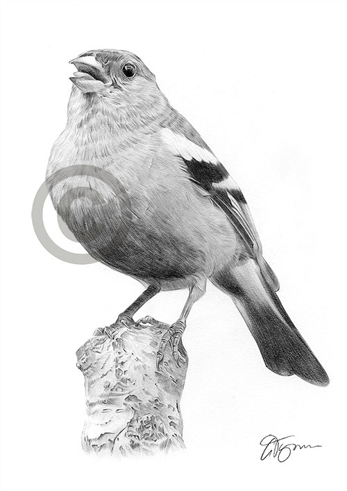 Pencil drawing of a chaffinch