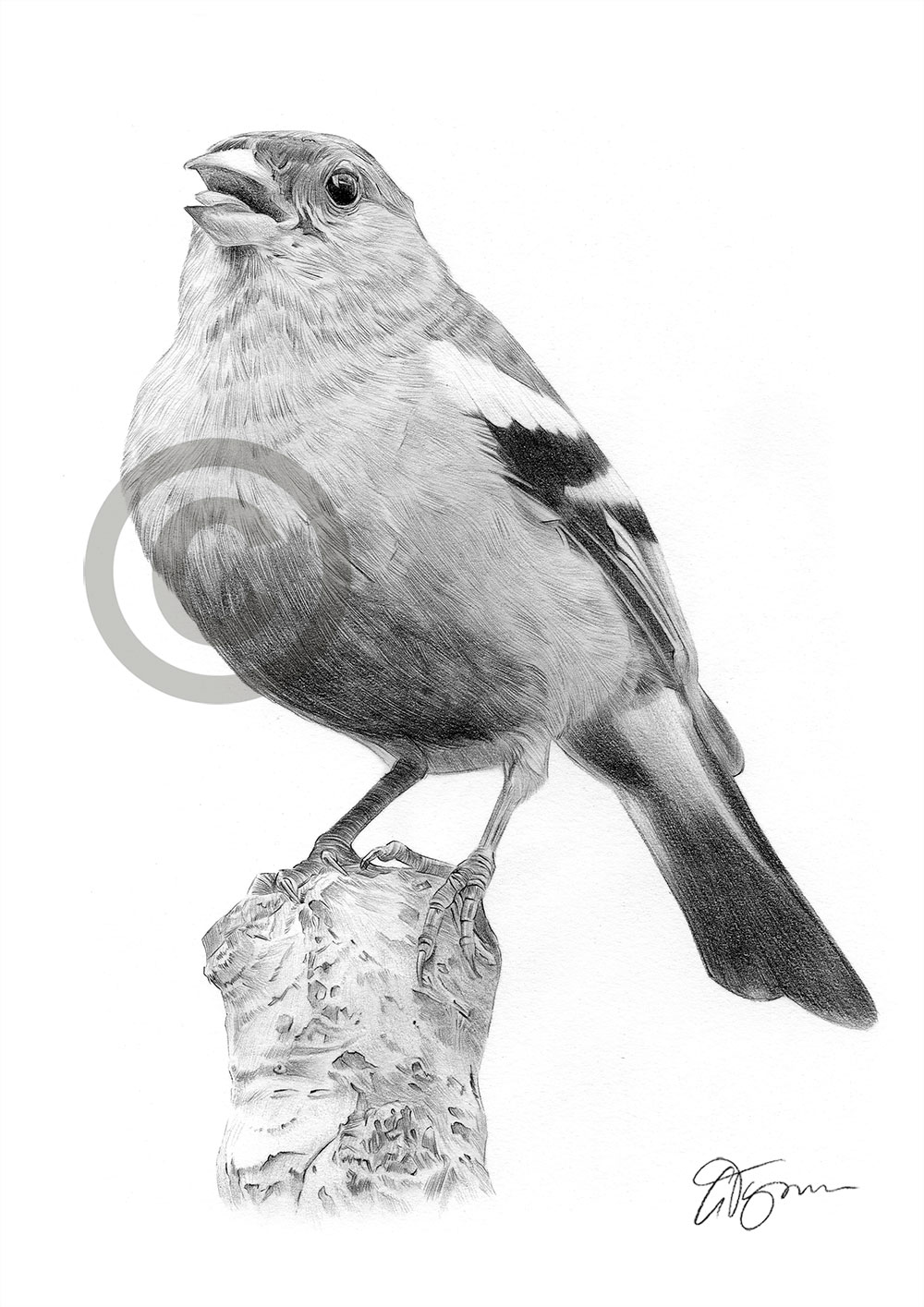 Pencil drawing of a chaffinch by artist Gary Tymon