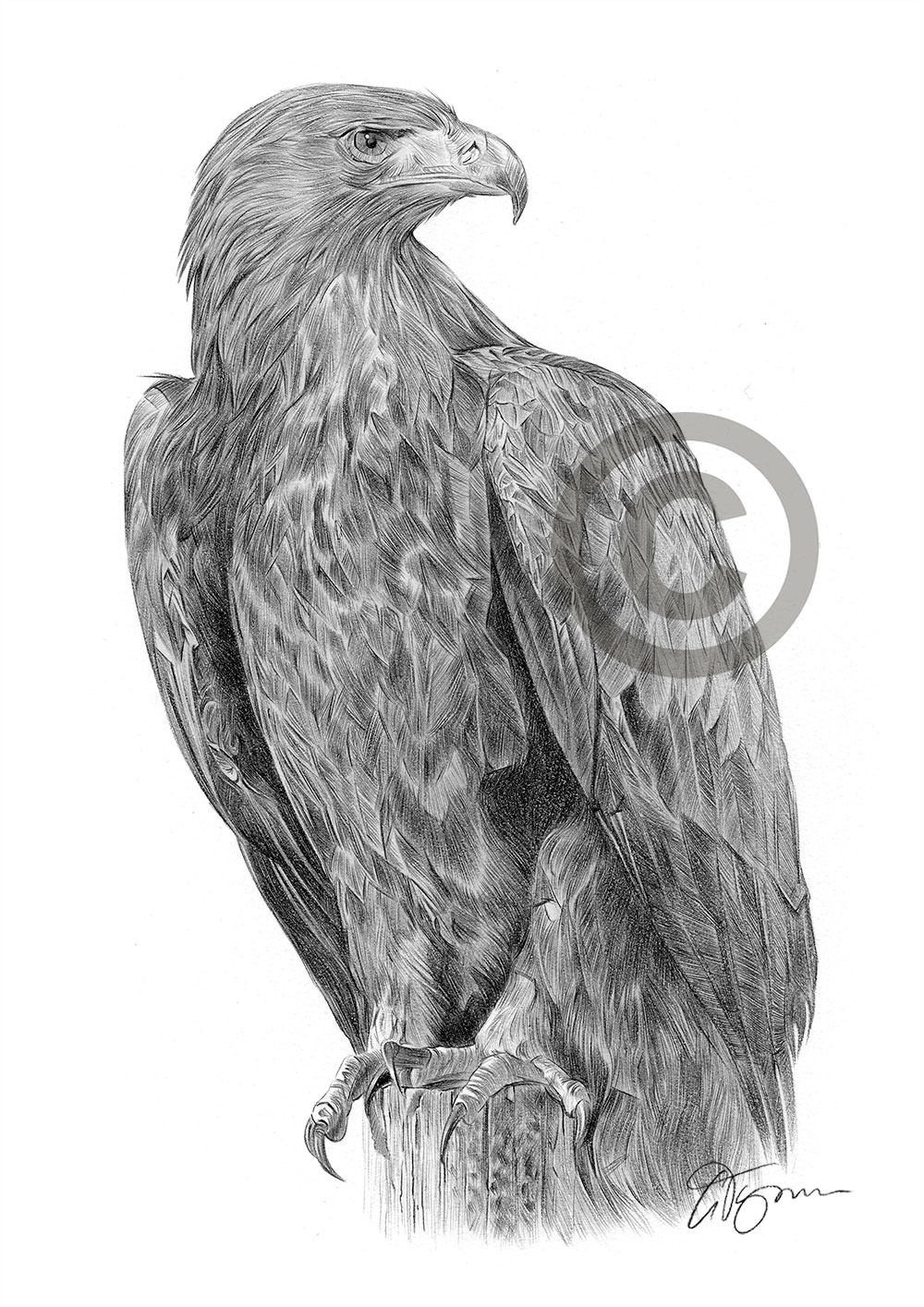 Pencil drawing of a golden eagle by UK artist Gary Tymon