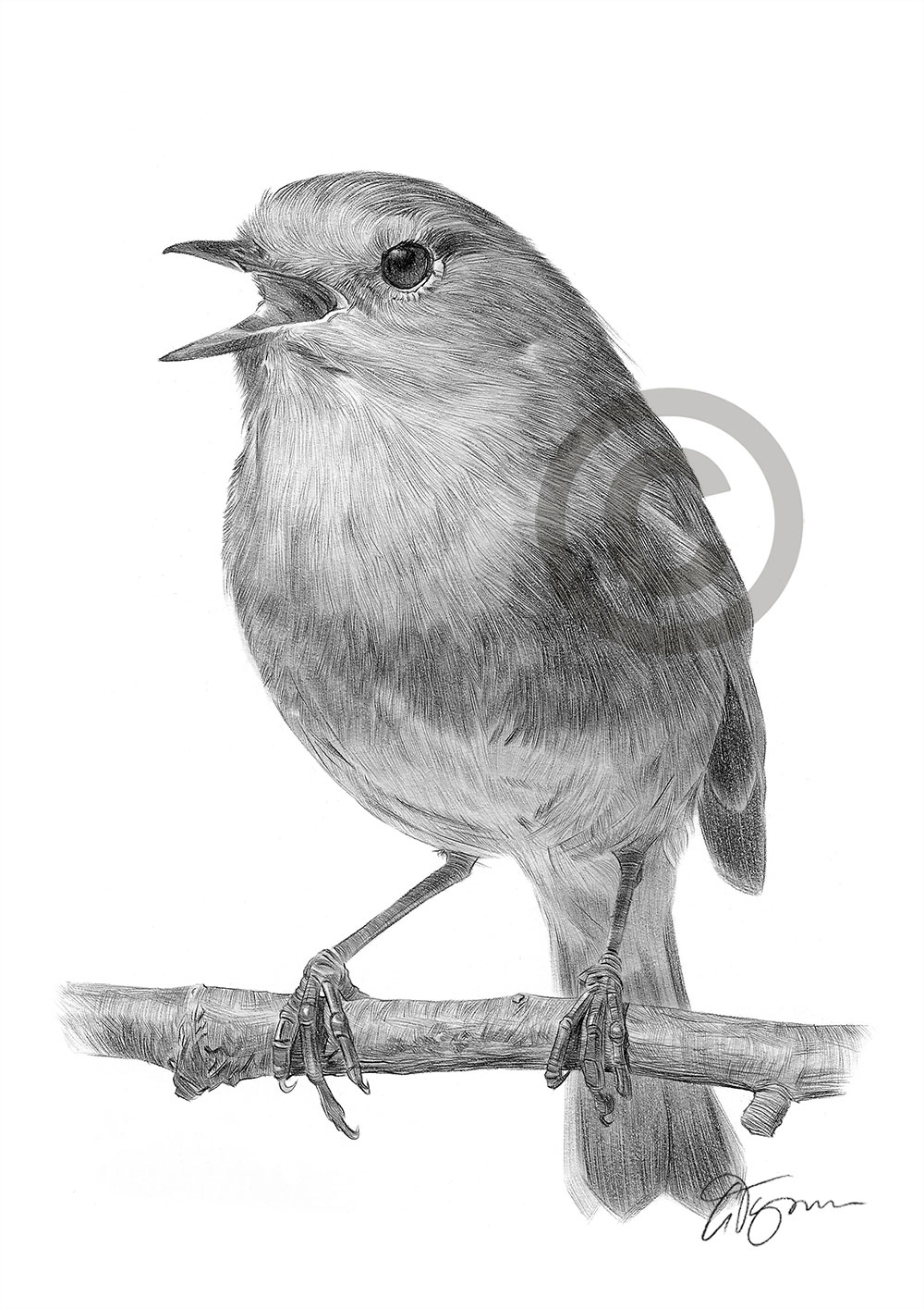 Pencil drawing of a robin redbreast by artist Gary Tymon