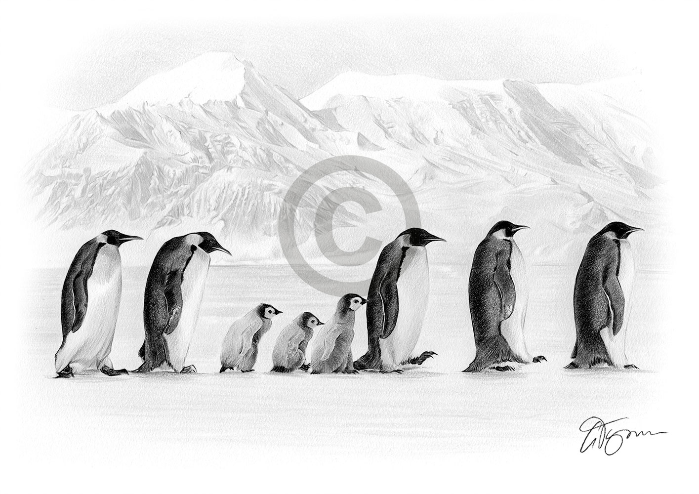 Pencil drawing of a group of penguins in Antarctica by artist Gary Tymon