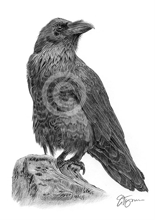 Pencil drawing of a raven