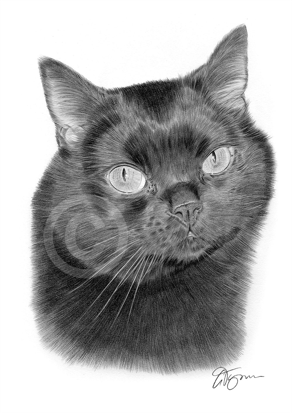 Pencil drawing of a black cat by UK artist Gary Tymon