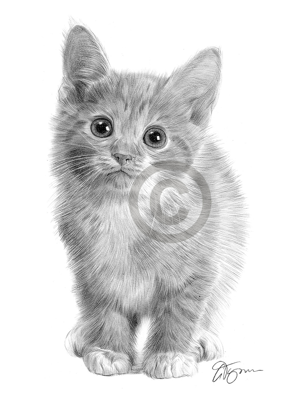 Pencil drawing portrait of a kitten by artist Gary Tymon
