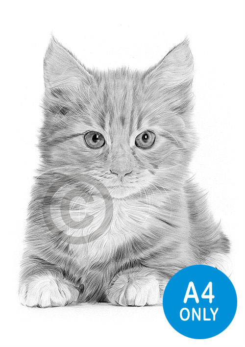 Pencil drawing of a kitten