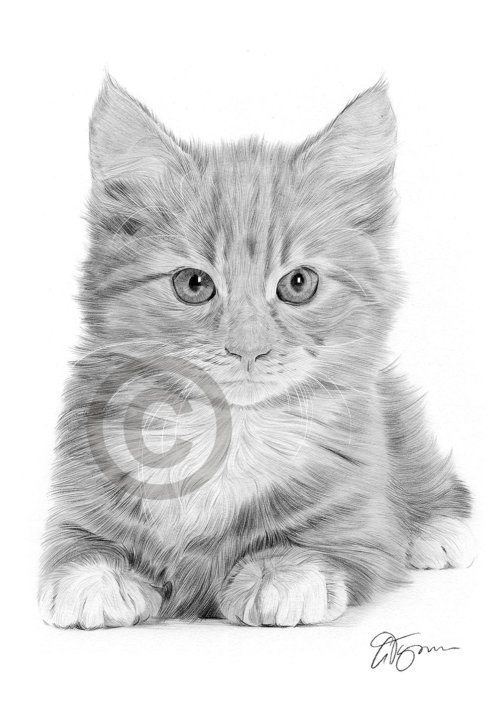 Pencil drawing of a kitten by artist Gary Tymon
