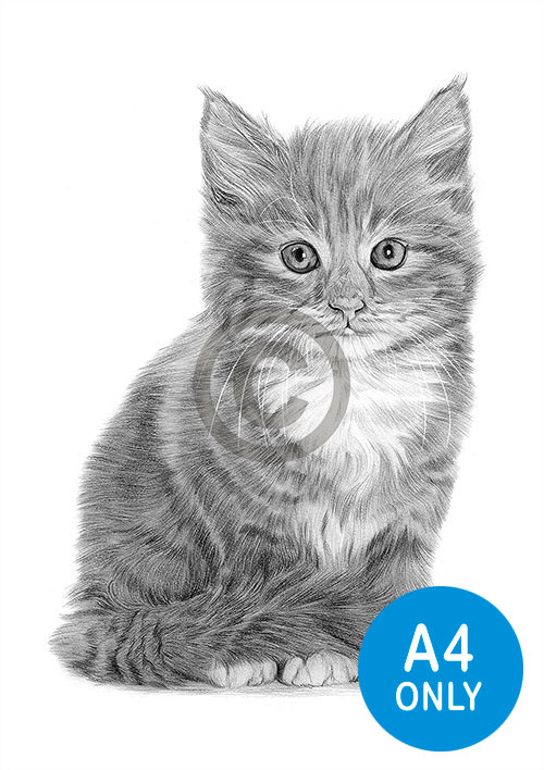 Pencil drawing of a young kitten