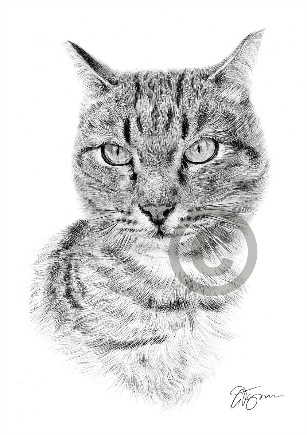 Pencil drawing of a tabby cat by artist Gary Tymon