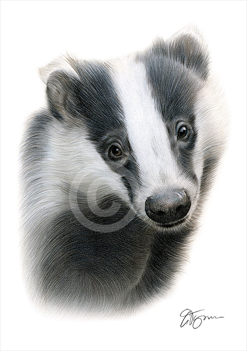 Colour pencil drawing of a badger