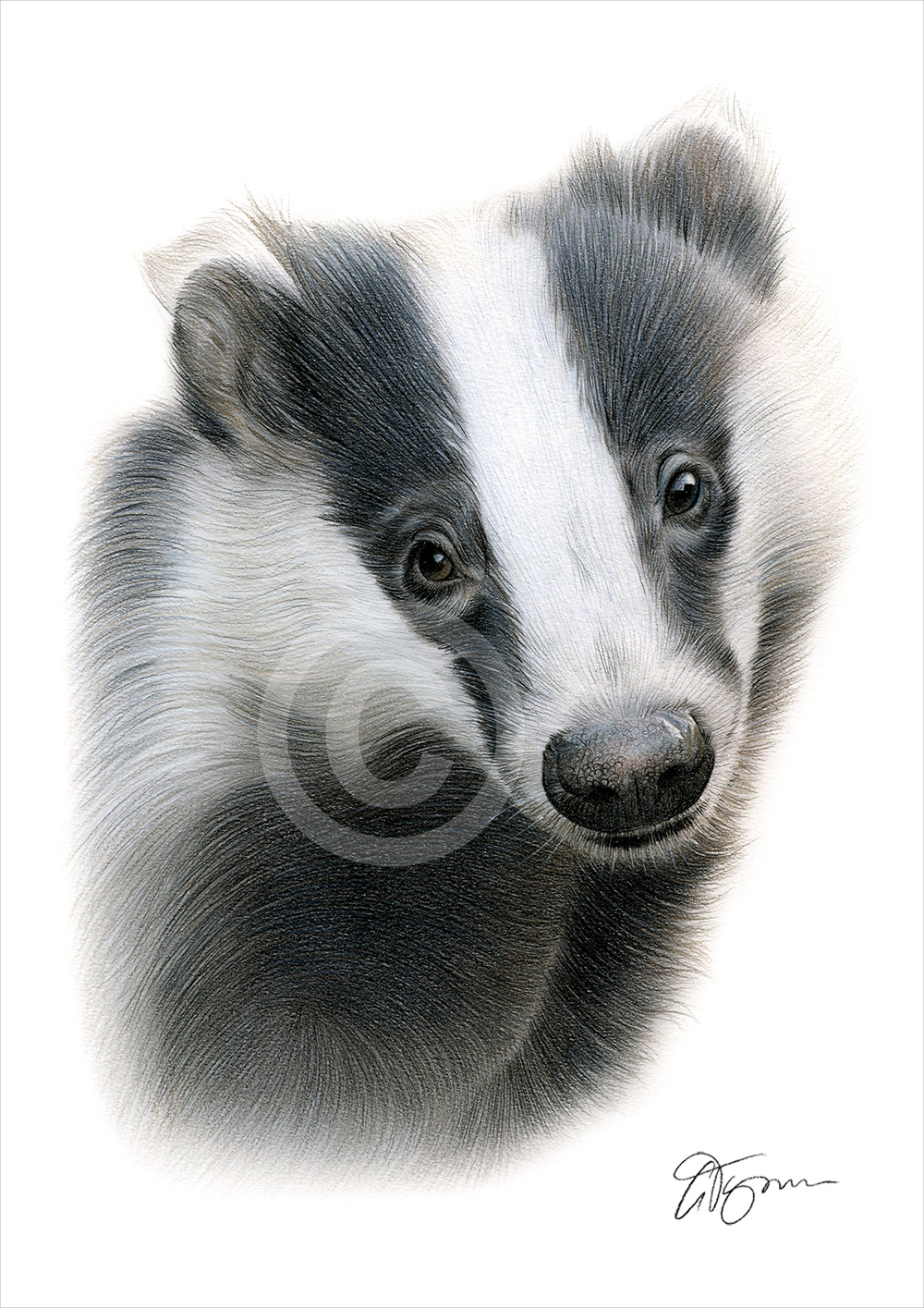 Colour pencil drawing of a badger by artist Gary Tymon