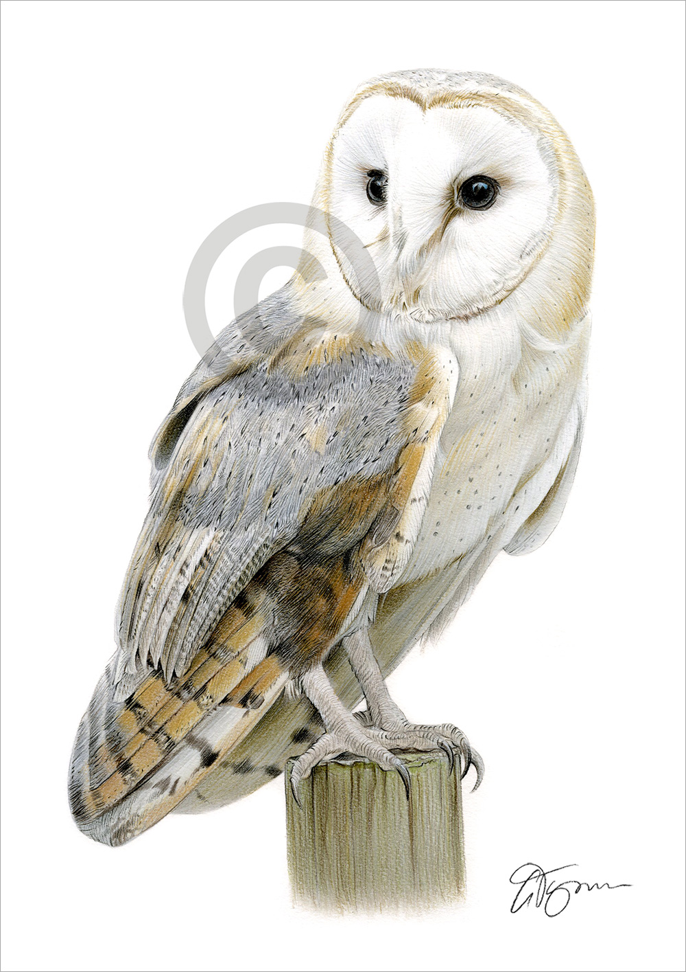 Colour pencil drawing of a barn owl by UK artist Gary Tymon