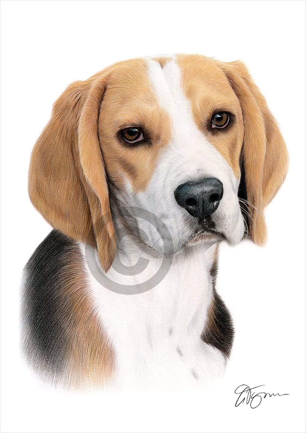 Colour pencil drawing of a beagle by artist Gary Tymon