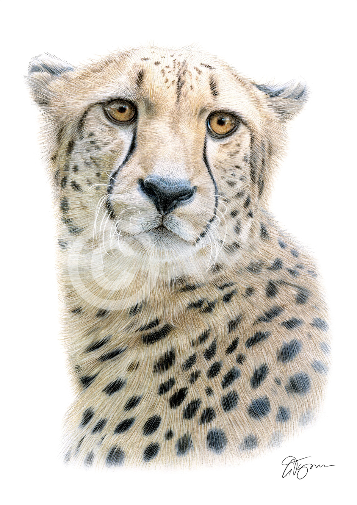 Colour pencil drawing of an adult Cheetah by artist Gary Tymon
