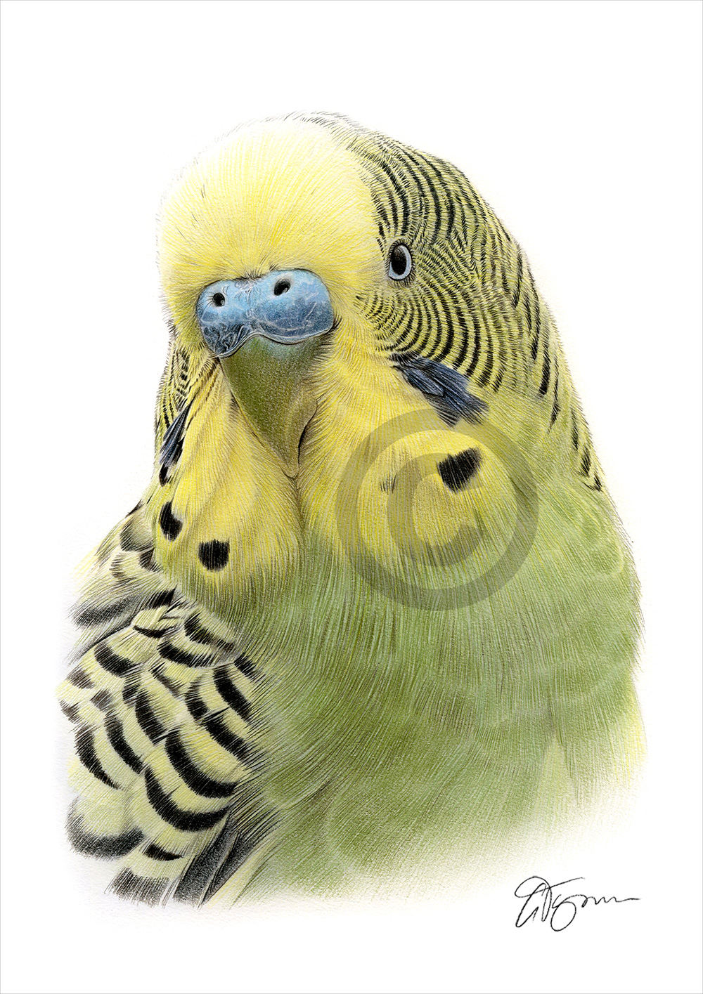Colour pencil drawing of a budgie by artist Gary Tymon