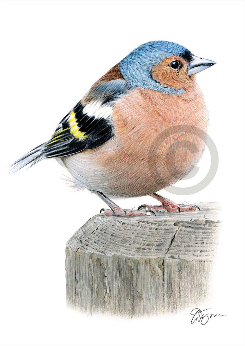 Colour pencil drawing of a chaffinch by artist Gary Tymon