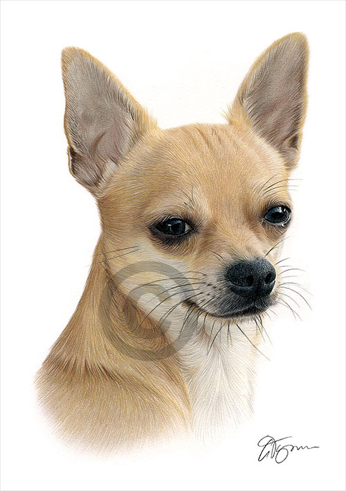 Colour pencil drawing of a short-haired Chihuahua