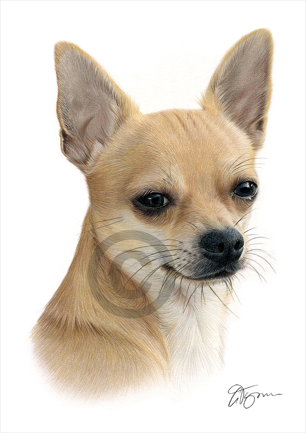 Colour pencil drawing of a short-haired Chihuahua by artist Gary Tymon