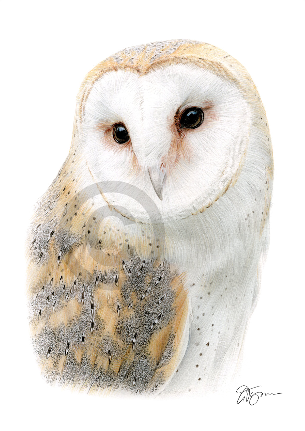 Colour pencil drawing of a barn owl in portrait by artist Gary Tymon