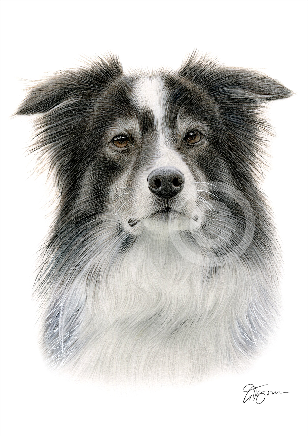 Colour pencil drawing of an adult Border Collie by artist Gary Tymon