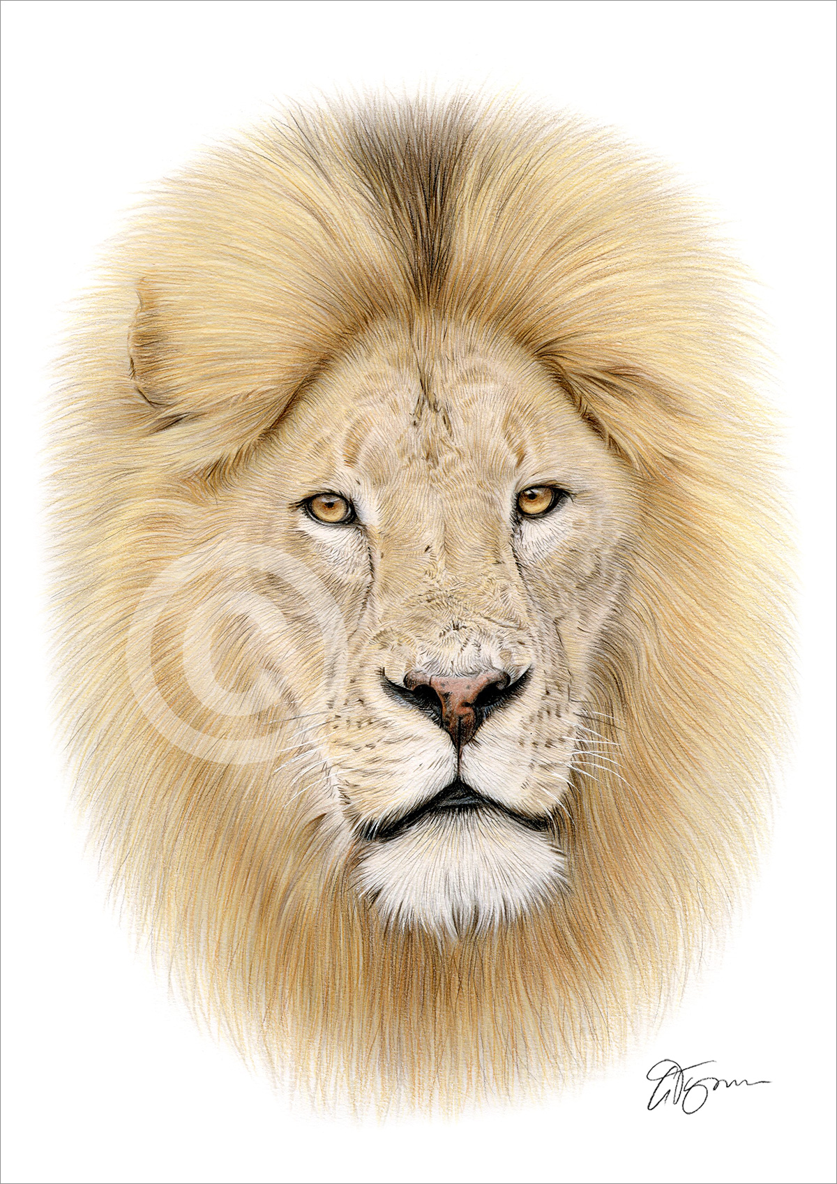 Colour pencil drawing of a lion in portrait by artist Gary Tymon