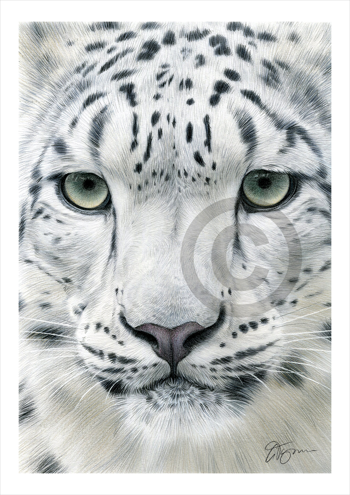 Colour pencil drawing of a snow leopard's face by artist Gary Tymon
