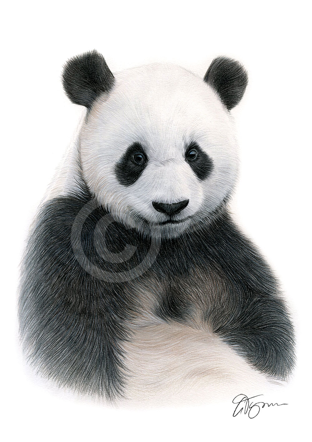 Colour pencil drawing of a Giant Panda by artist Gary Tymon
