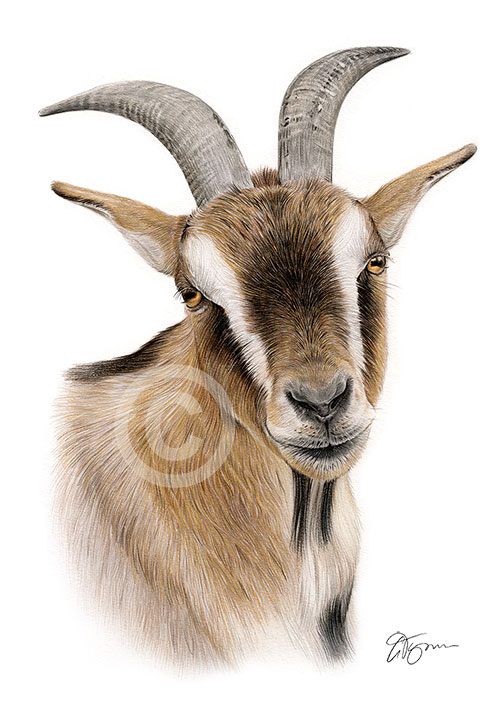 Colour pencil drawing of a goat